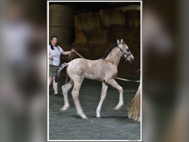 Mangalarga Marchador Hengst Veulen (05/2026) 155 cm Buckskin in Neuenkirchen