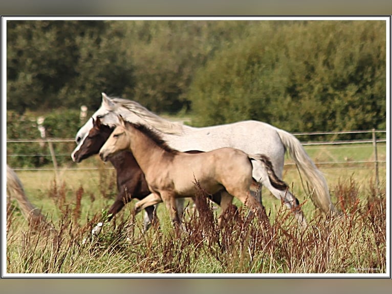 Mangalarga Marchador Hengst Veulen (05/2026) 155 cm Buckskin in Neuenkirchen
