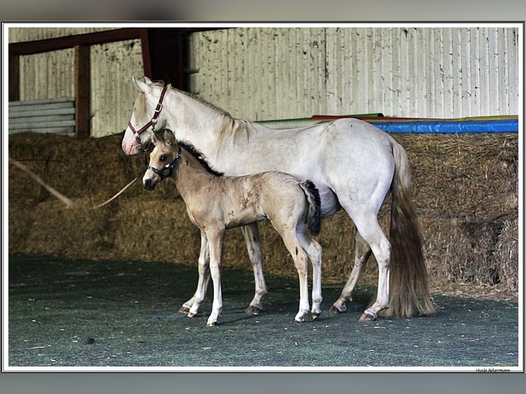 Mangalarga Marchador Hengst Veulen (05/2026) 155 cm Buckskin in Neuenkirchen