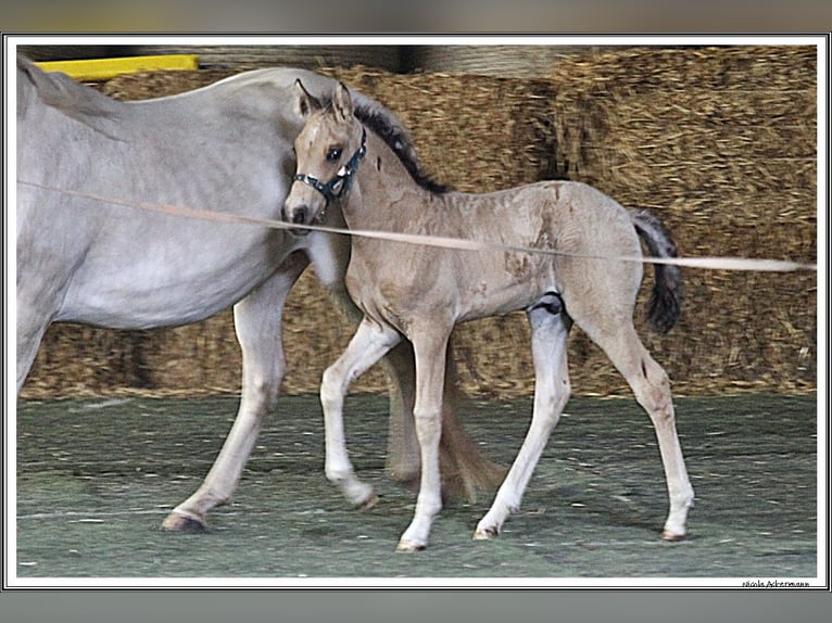 Mangalarga Marchador Hengst Veulen (05/2026) 155 cm Buckskin in Neuenkirchen