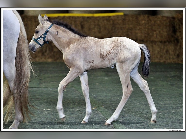 Mangalarga Marchador Hengst Veulen (05/2026) 155 cm Buckskin in Neuenkirchen