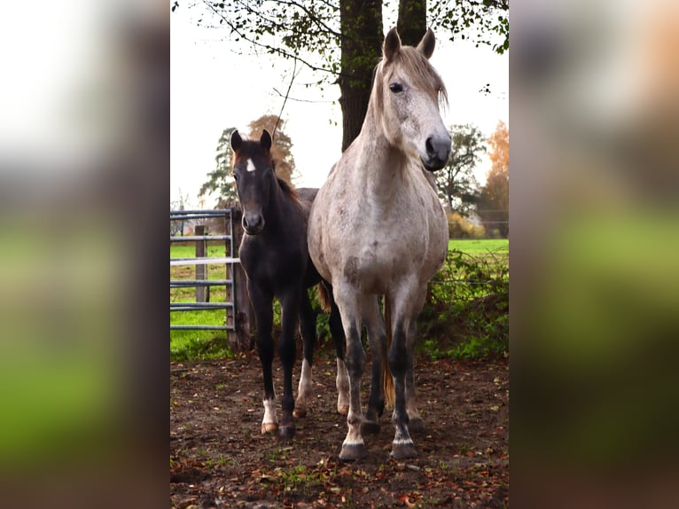 Mangalarga Marchador Hengst Veulen (06/2025) 155 cm Zwartschimmel in Neuenkirchen