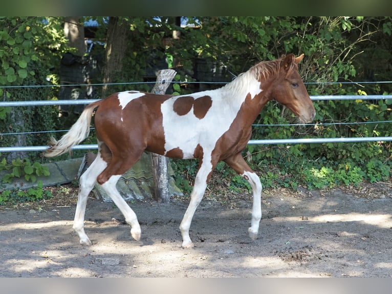 Mangalarga Marchador Hengst Veulen (03/2026) 156 cm Gevlekt-paard in Welle