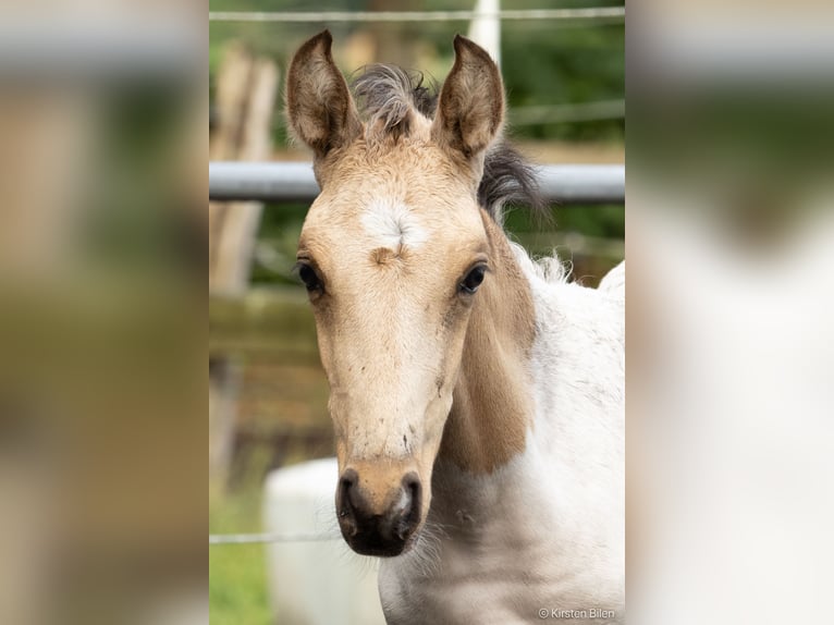 Mangalarga Marchador Hengst veulen (06/2024) Gevlekt-paard in Welle