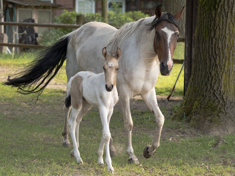 Mangalarga Marchador Hingst Föl (06/2024) Pinto in Welle