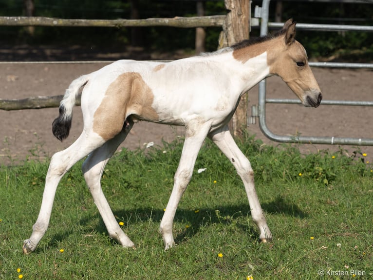 Mangalarga Marchador Hingst Föl (06/2024) Pinto in Welle