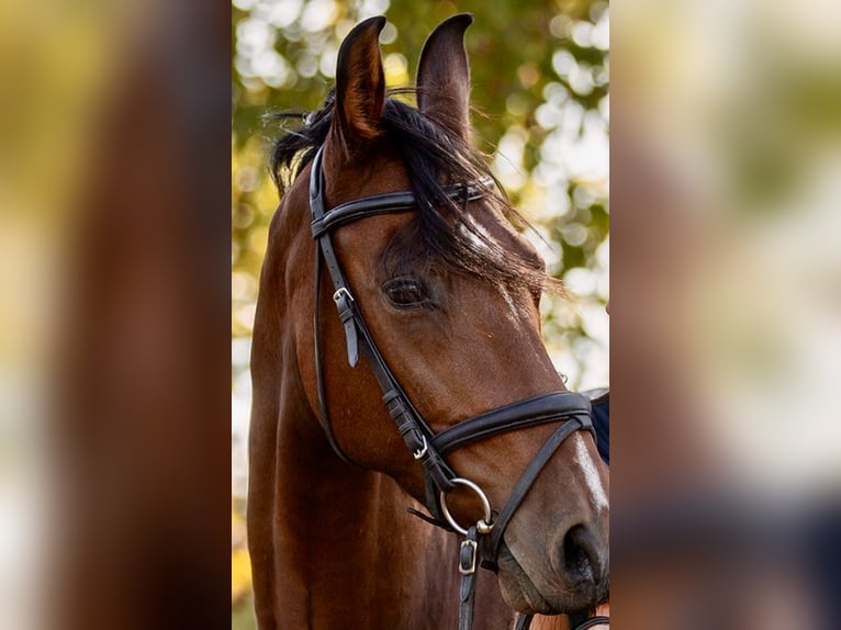 Mangalarga Marchador Hongre 13 Ans 152 cm Bai in Gernsbach