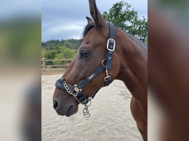 Mangalarga Marchador Hongre 13 Ans 152 cm Bai in Gernsbach