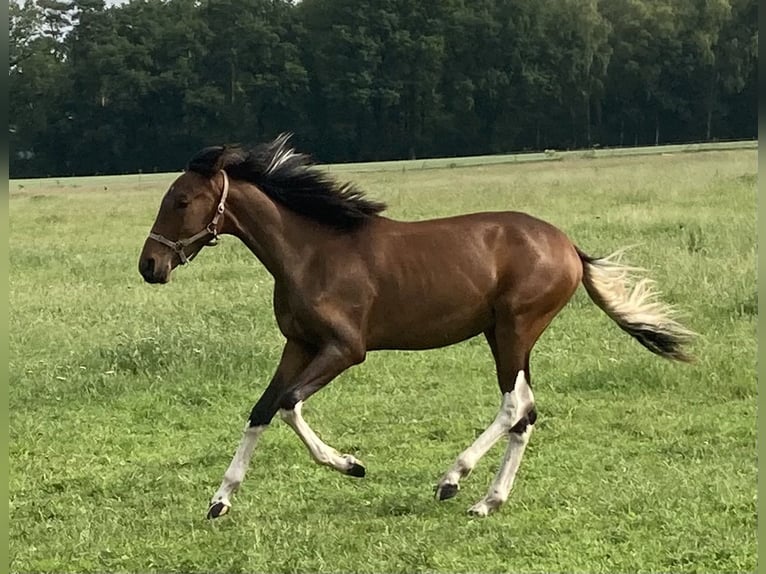 Mangalarga Marchador Hongre 1 Année 152 cm Pinto in Neuenkirchen
