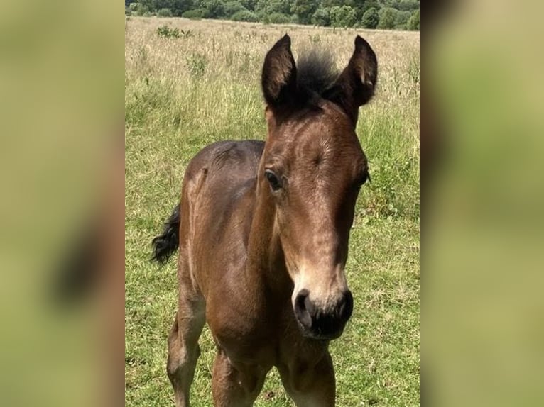 Mangalarga Marchador Hongre 1 Année 153 cm Bai brun in Neuenkirchen