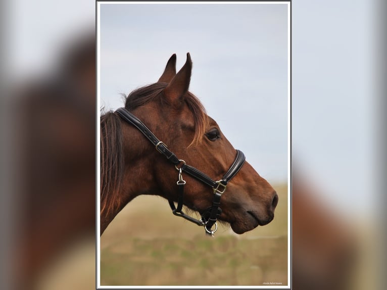 Mangalarga Marchador Hongre 1 Année 153 cm Bai brun in Neuenkirchen