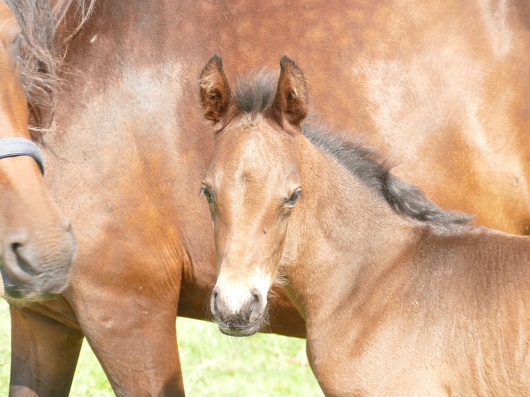 Mangalarga Marchador Hongre 1 Année 153 cm Bai brun in Neuenkirchen