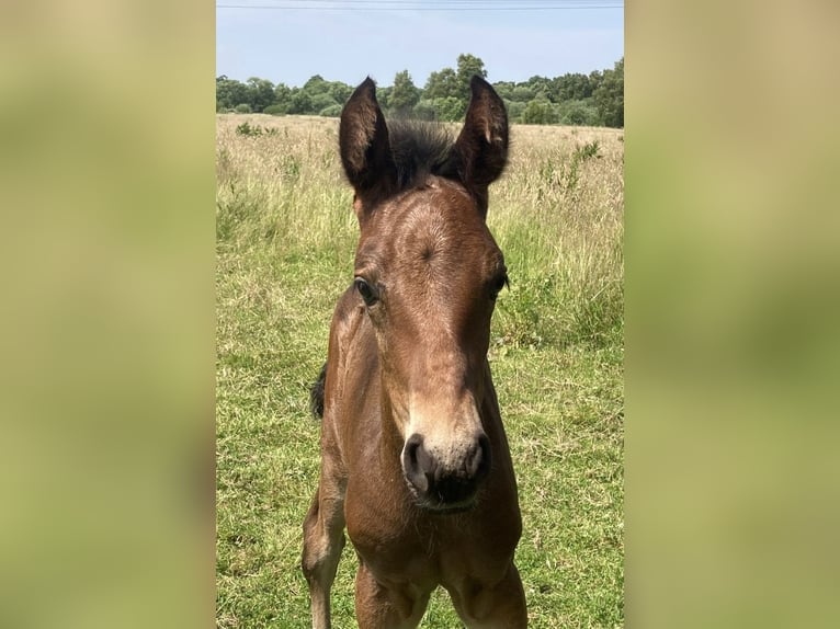 Mangalarga Marchador Hongre 1 Année 153 cm Bai brun in Neuenkirchen