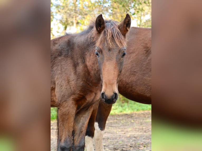 Mangalarga Marchador Hongre 1 Année 153 cm Bai brun in Neuenkirchen