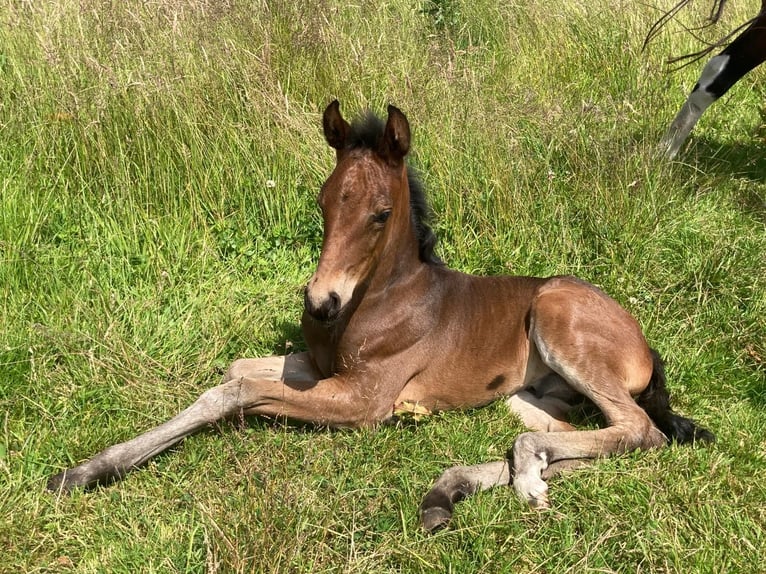 Mangalarga Marchador Hongre 1 Année 153 cm Bai brun in Neuenkirchen