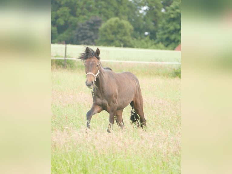 Mangalarga Marchador Hongre 1 Année 155 cm Gris noir in Neuenkirchen