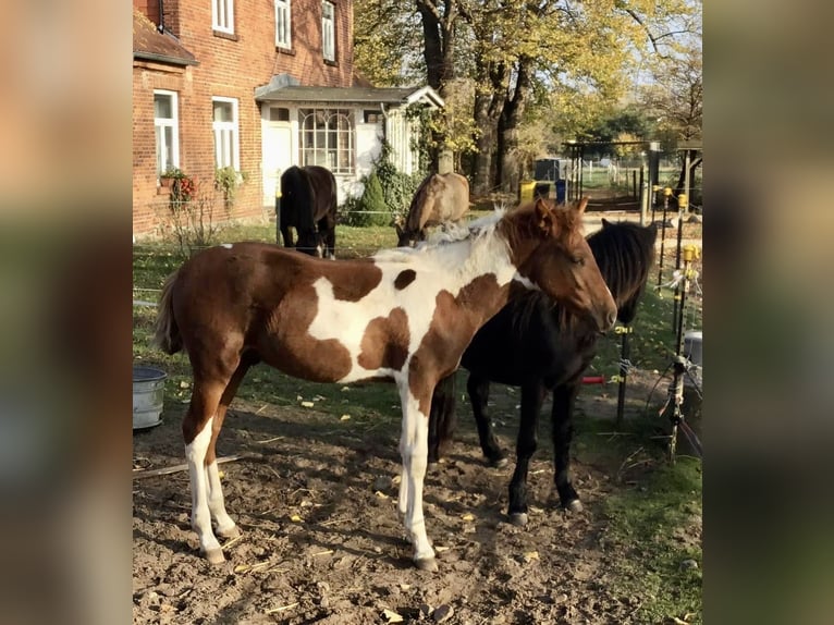 Mangalarga Marchador Hongre 2 Ans 147 cm Pinto in Alt Bukow