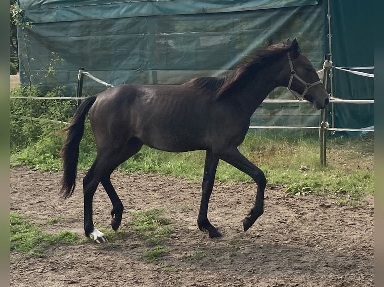 Mangalarga Marchador Hongre 2 Ans 155 cm Gris noir in Neuenkirchen