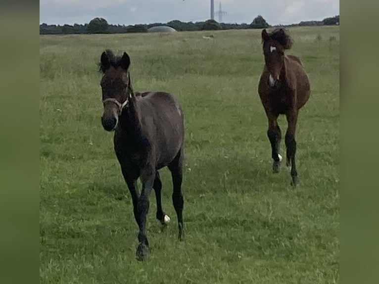Mangalarga Marchador Hongre 2 Ans 155 cm Gris noir in Neuenkirchen