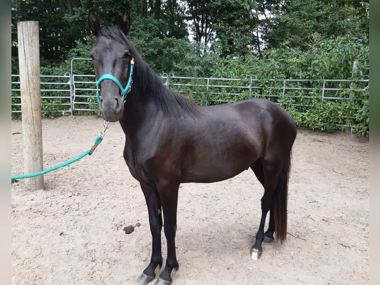 Mangalarga Marchador Croisé Hongre 3 Ans Noir in Morsbach