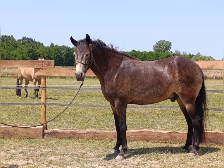 Mangalarga Marchador Hongre 5 Ans 154 cm Buckskin in &#xDA;jvarfalva