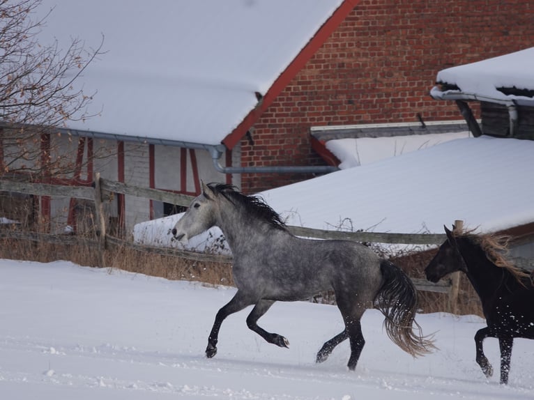Mangalarga Marchador Hongre 5 Ans 157 cm Gris pommelé in Bad Hersfeld
