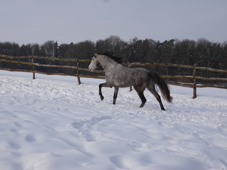 Mangalarga Marchador Hongre 5 Ans 157 cm Gris pommelé in Bad Hersfeld