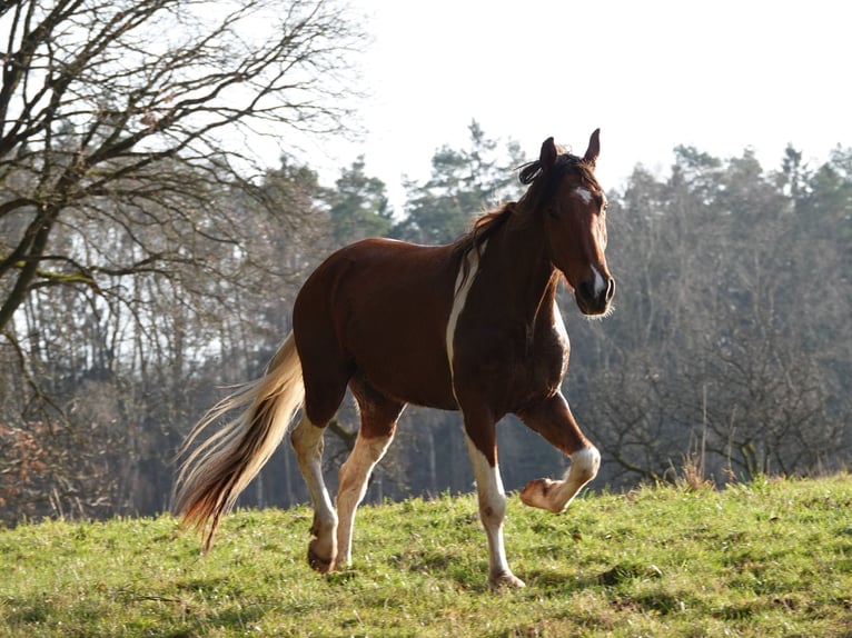 Mangalarga Marchador Hongre 5 Ans 160 cm Tobiano-toutes couleurs in Bad Hersfeld