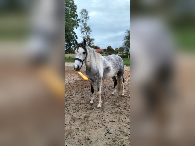 Mangalarga Marchador Hongre 6 Ans 160 cm Gris in Aurich