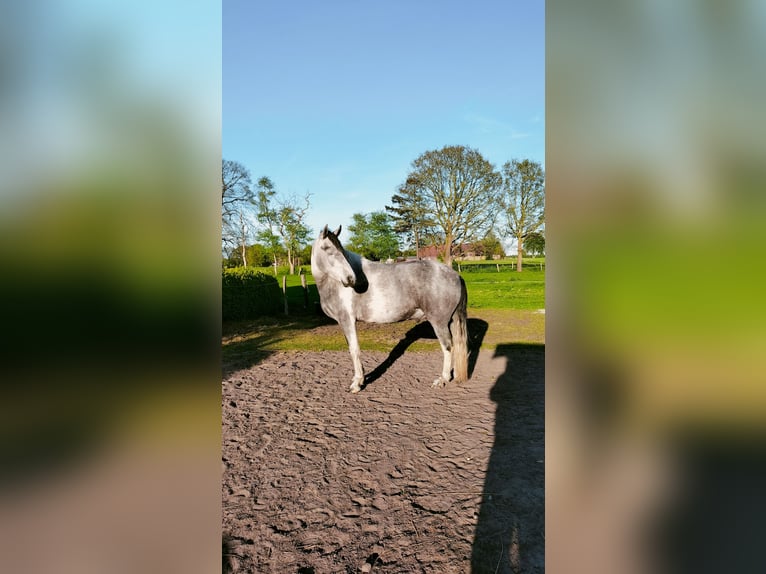 Mangalarga Marchador Hongre 6 Ans 160 cm Gris in Aurich