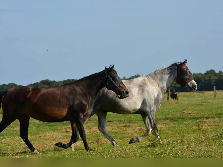 Mangalarga Marchador Hongre 6 Ans 160 cm Gris in Aurich