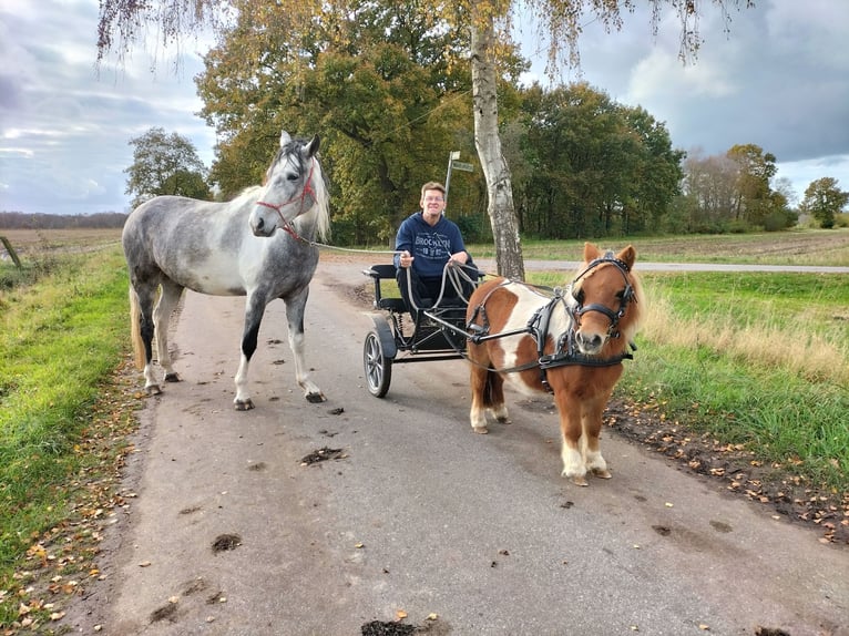Mangalarga Marchador Hongre 6 Ans 160 cm Gris in Aurich