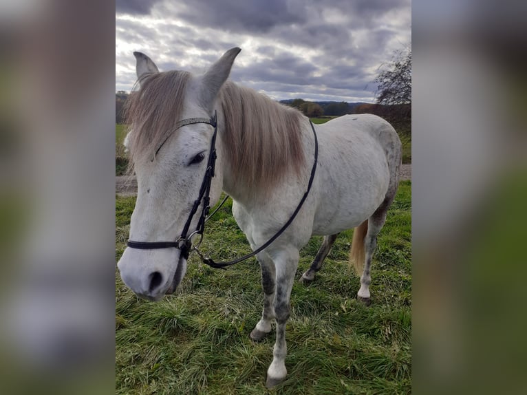 Mangalarga Marchador Hongre 9 Ans 154 cm Gris in Bad Münstereifel