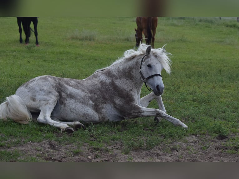 Mangalarga Marchador Jument 13 Ans 150 cm Gris moucheté in Bottrop