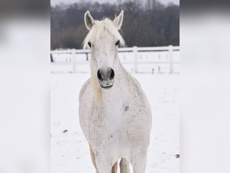 Mangalarga Marchador Jument 14 Ans 150 cm Gris moucheté in Oberhausen