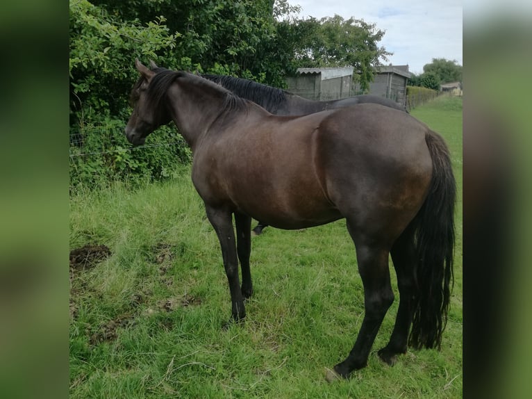 Mangalarga Marchador Jument 17 Ans 150 cm in ghislenghien