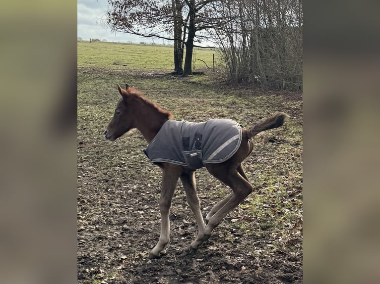 Mangalarga Marchador Jument 1 Année 153 cm Aubère in Neuenkirchen