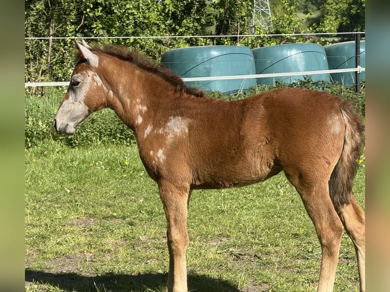Mangalarga Marchador Jument 1 Année 153 cm Aubère in Neuenkirchen