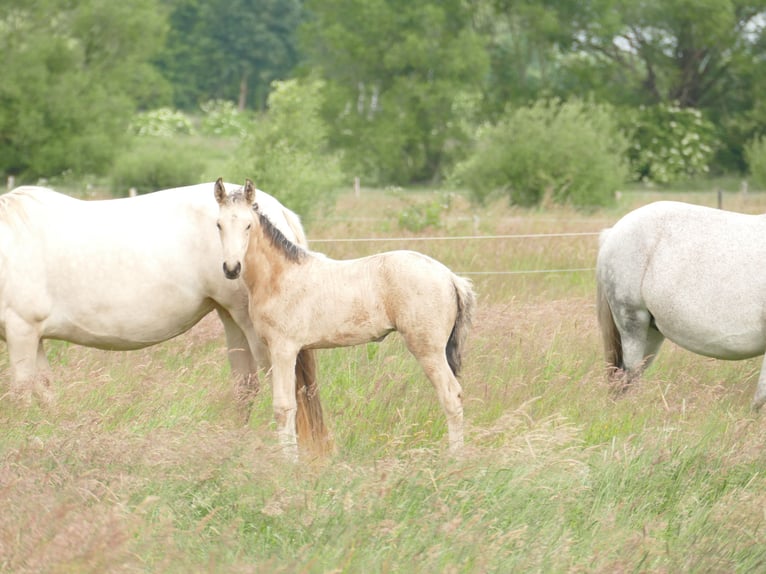 Mangalarga Marchador Jument 1 Année 153 cm Buckskin in Neuenkirchen