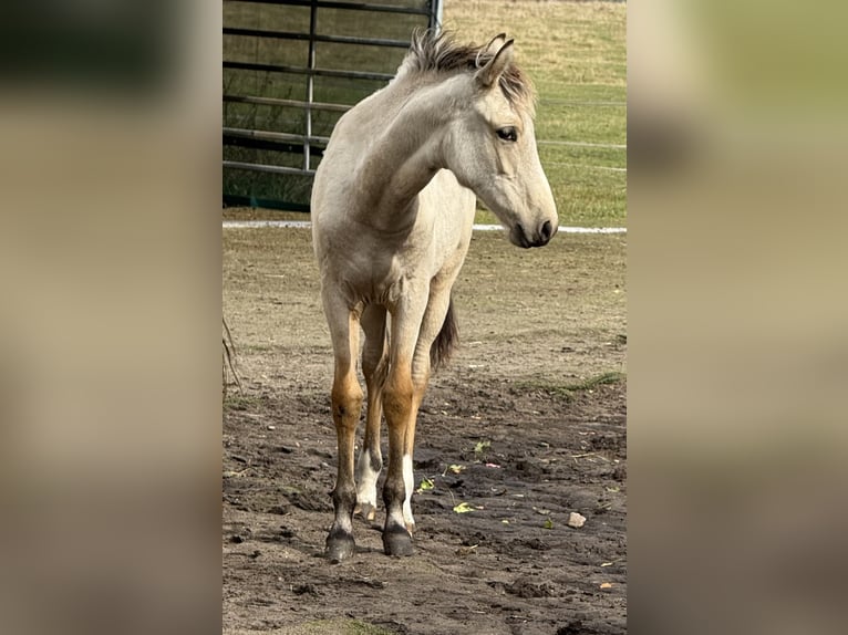 Mangalarga Marchador Jument 1 Année 153 cm Buckskin in Neuenkirchen