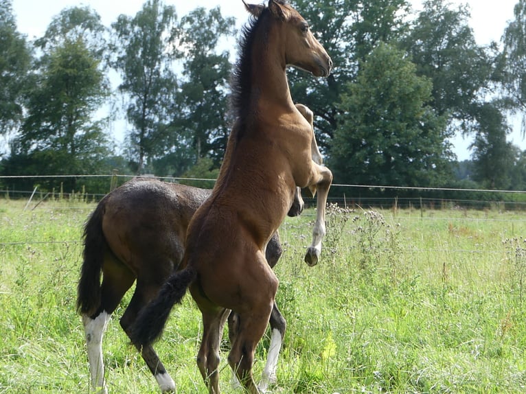 Mangalarga Marchador Jument 2 Ans 153 cm Bai in Neuenkirchen
