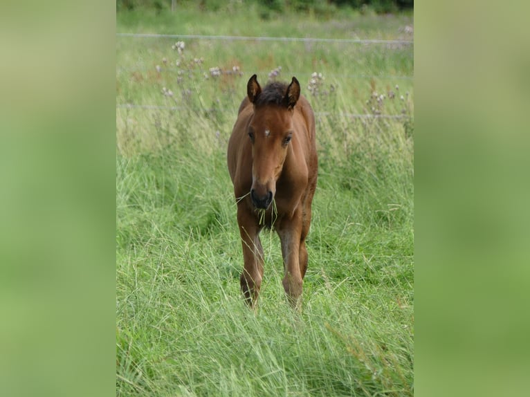 Mangalarga Marchador Jument 2 Ans 153 cm Bai in Neuenkirchen