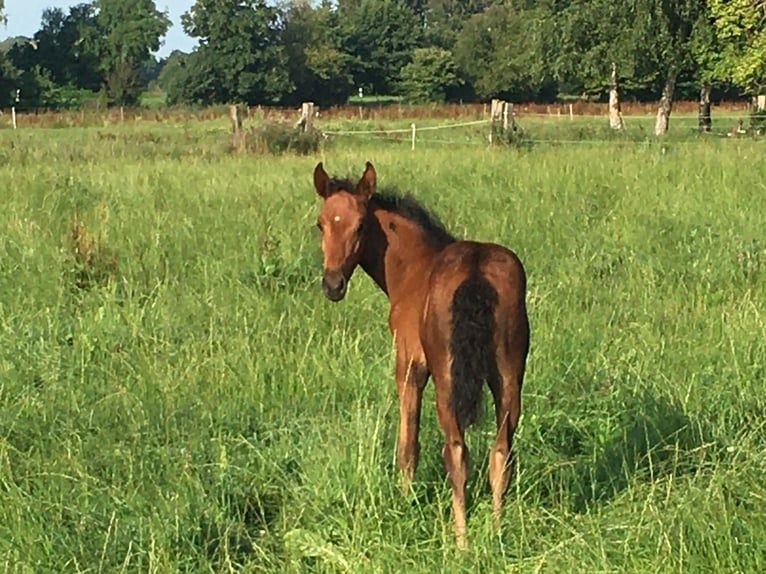 Mangalarga Marchador Jument 2 Ans 153 cm Bai in Neuenkirchen
