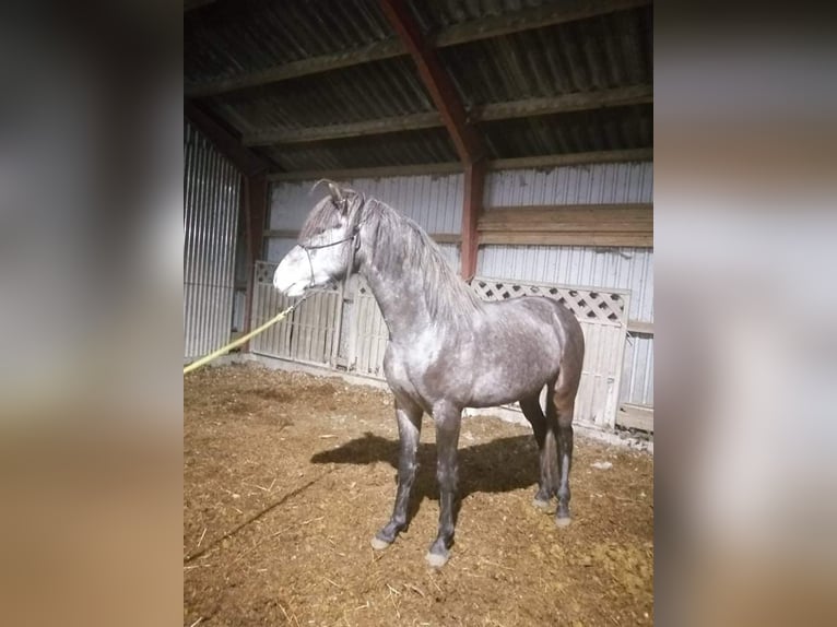 Mangalarga Marchador Jument 2 Ans 153 cm Rouan bleu in Skærbæk