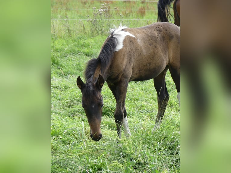 Mangalarga Marchador Jument 2 Ans 155 cm Bai in Neuenkirchen