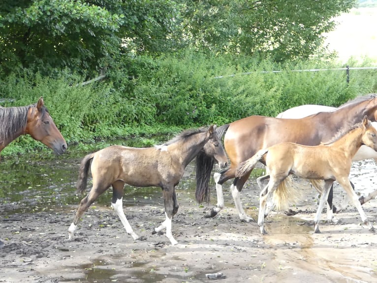 Mangalarga Marchador Jument 2 Ans 155 cm Bai in Neuenkirchen