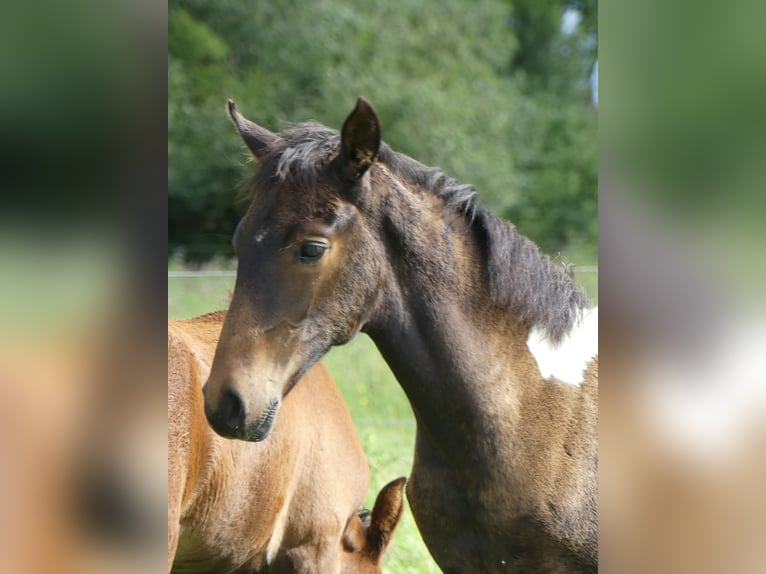 Mangalarga Marchador Jument 2 Ans 155 cm Bai in Neuenkirchen