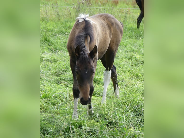 Mangalarga Marchador Jument 2 Ans 155 cm Bai in Neuenkirchen