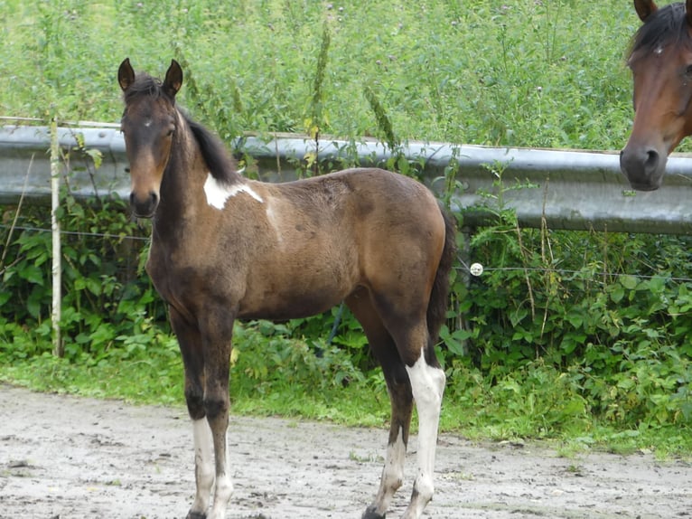 Mangalarga Marchador Jument 2 Ans 155 cm Bai in Neuenkirchen