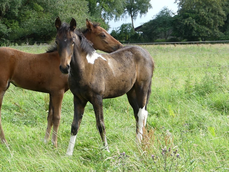 Mangalarga Marchador Jument 2 Ans 155 cm Bai in Neuenkirchen